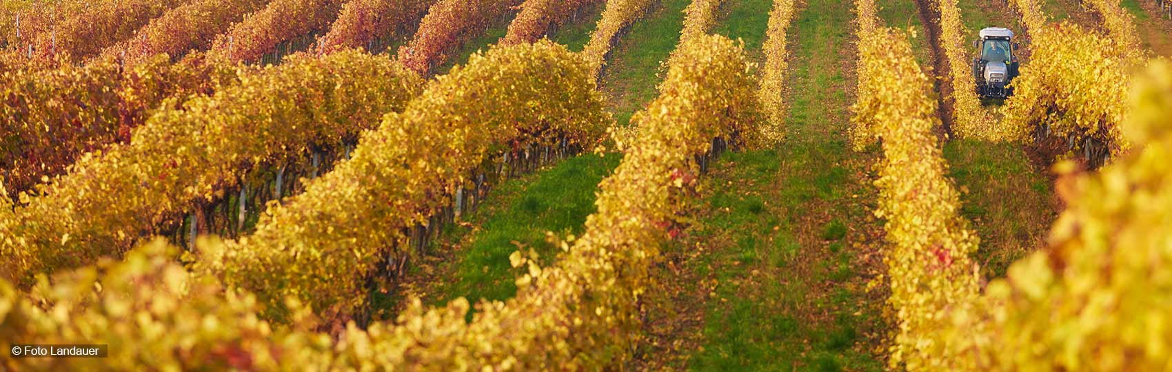 Weinberg in herbstlichen Farben