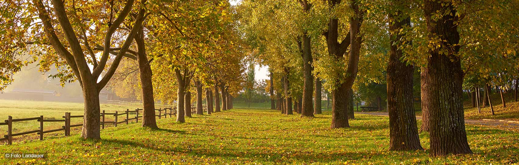 Allee im Herbst