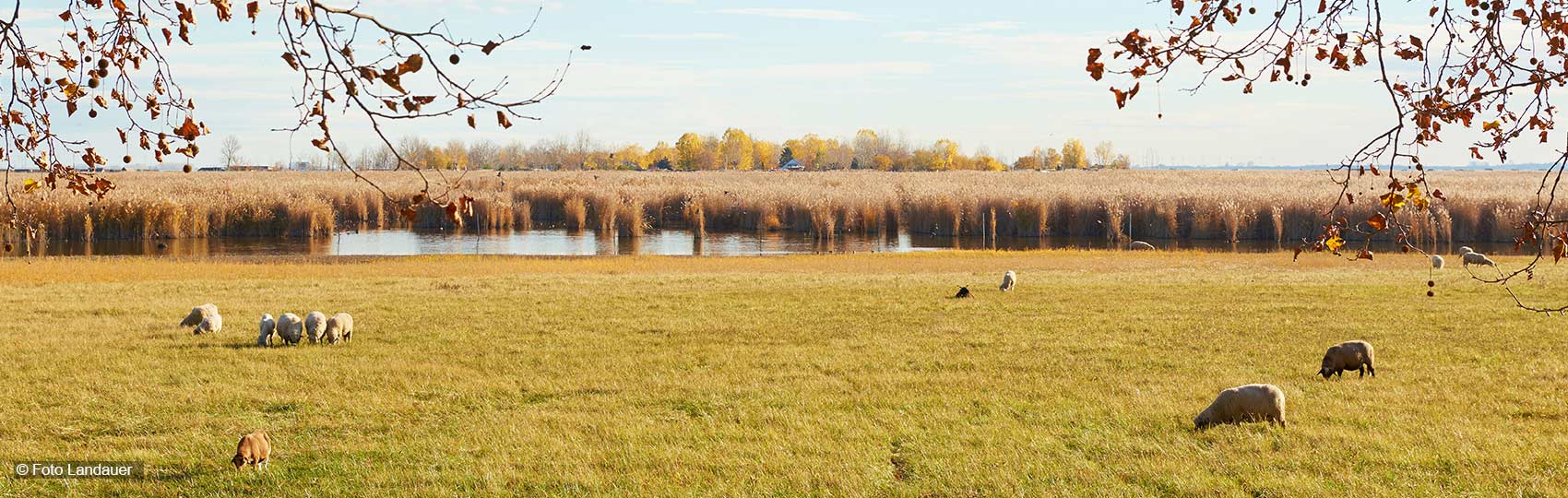 Schafe auf einer Wiese vor dem Schilfgürtel des Neusiedler Sees